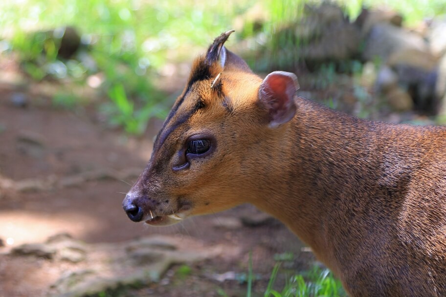 八丈植物公園