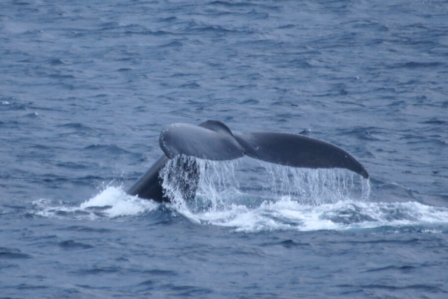 冬は温泉からクジラが見えることも!