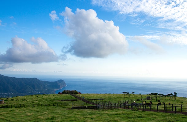 八丈島の八丈富士ふれあい牧場