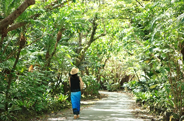 八丈島の八丈植物公園