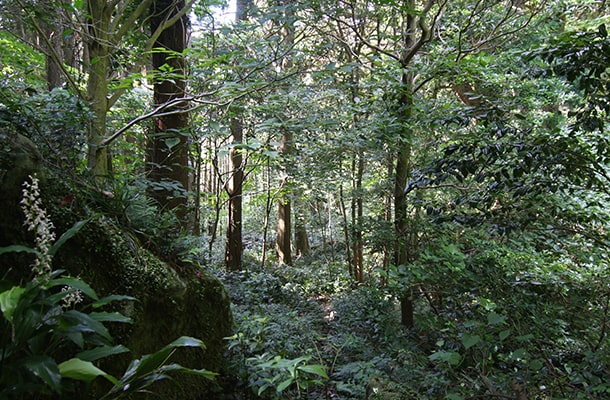 御蔵島のタンテイロの森