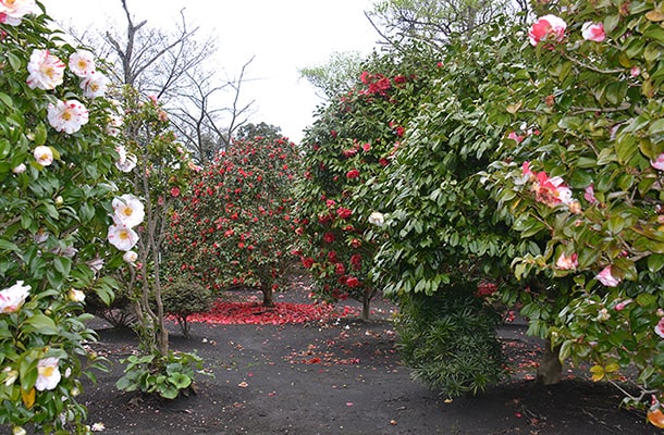 大島の椿花ガーデン